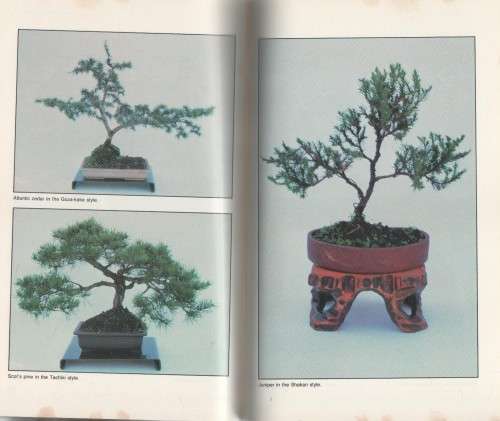 BONSAI IN SOUTH AFRICA - DOUG HALL (1 ST EDITION 1988)