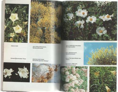 GROWING SCENTED PLANTS IN SOUTH AFRICA - I F LA CROIX (1984)