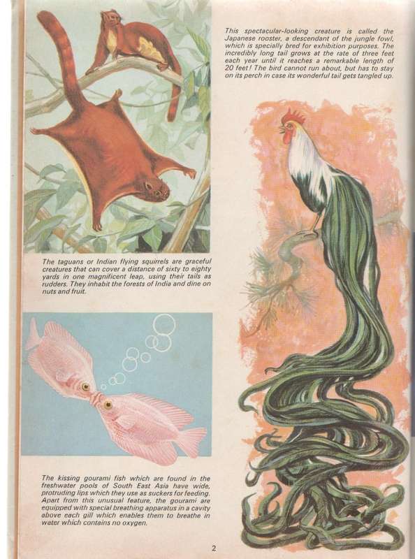 THE LOOK AND LEARN BOOK , A FLEETWAY ANNUAL (1973)
