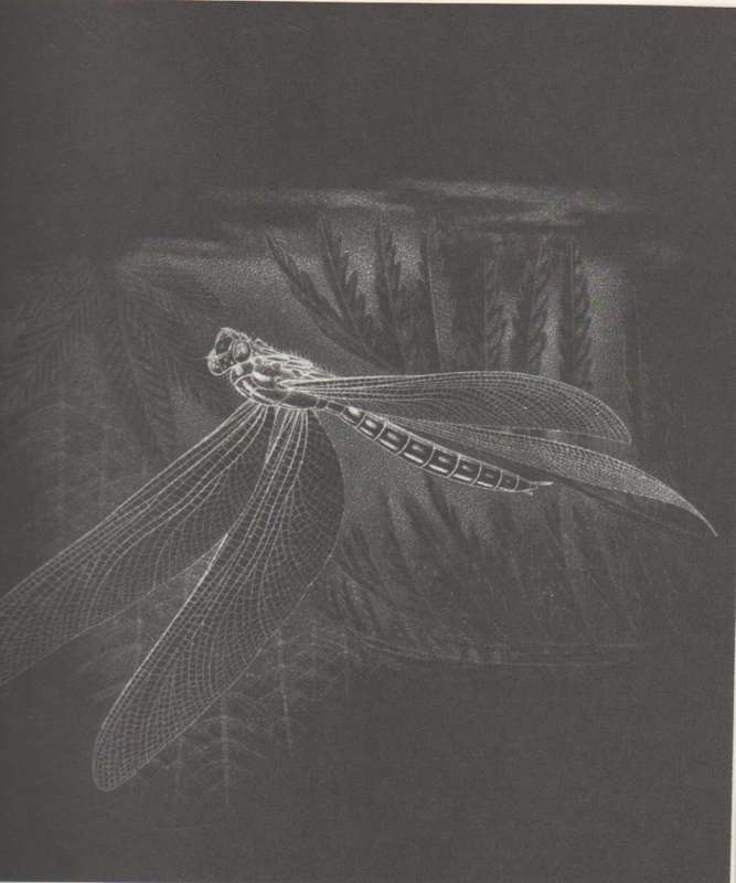 INSECTS OF THE WORLD - WALTER LINSENMAIER (1972)
