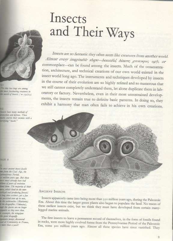 INSECTS OF THE WORLD - WALTER LINSENMAIER (1972)