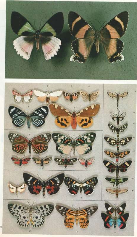 INSECTS OF THE WORLD - WALTER LINSENMAIER (1972)