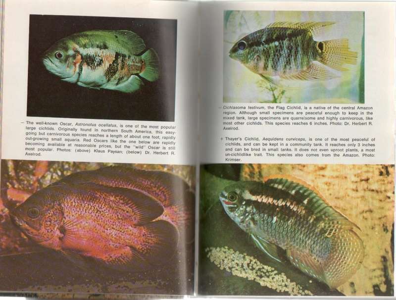 TROPICAL FISH FOR BEGINNERS - DR HERBERT R AXELROD (1980)