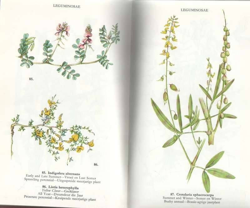 WILD FLOWERS OF THE NORTHERN CAPE / VELDBLOMME VAN NOORD-KAAPLAND - JILL ADAMS (1976)