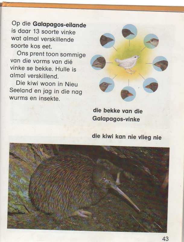 VOELS - DONNA BAILEY (1 STE UITGAWE 1989)