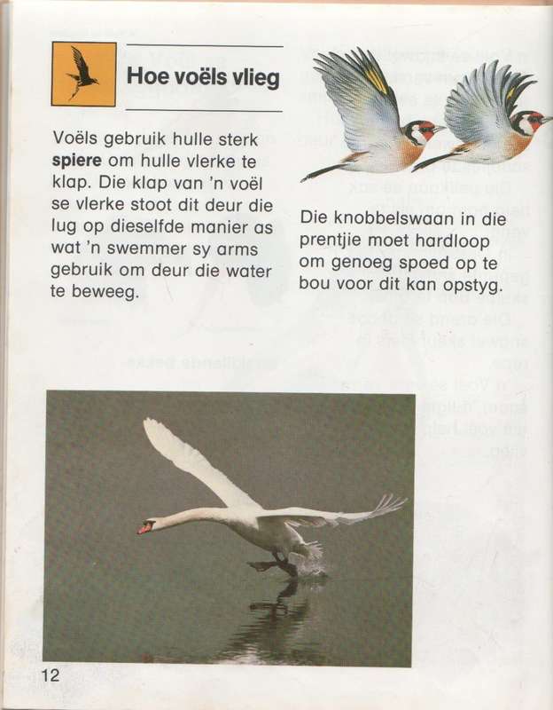 VOELS - DONNA BAILEY (1 STE UITGAWE 1989)