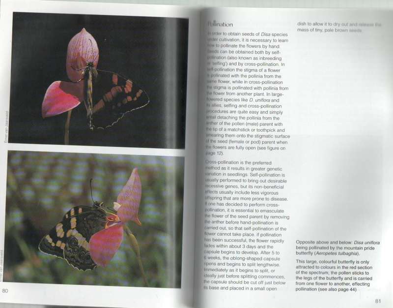 GROW DISAS - HILDEGARD CROUS AND GRAHAM DUNCAN (2006)