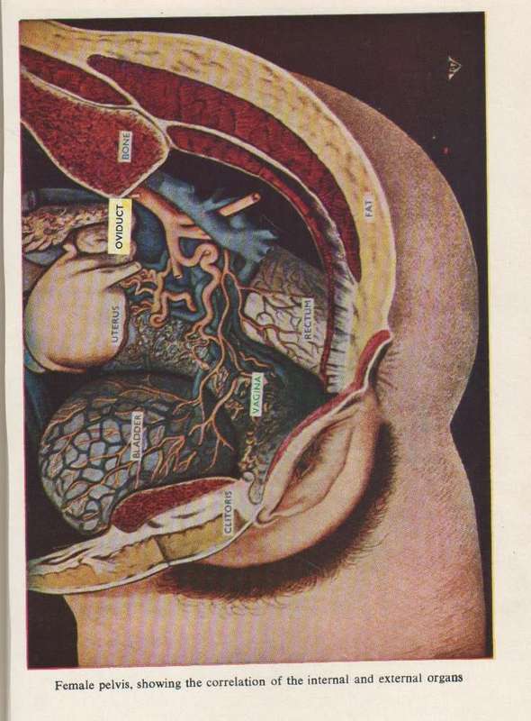 THE ENCYCLOPAEDIA OF SEX PRACTICE - NORMAN HAIRE (1951) ADULT