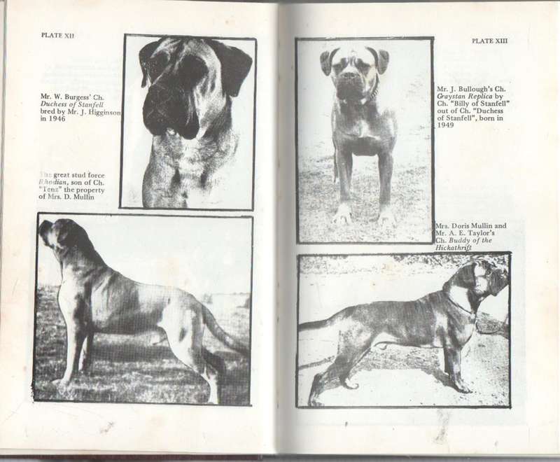THE BULLMASTIFF, A HANDBOOK - CLIFFORD L B HUBBARD (REPRINT 1988)