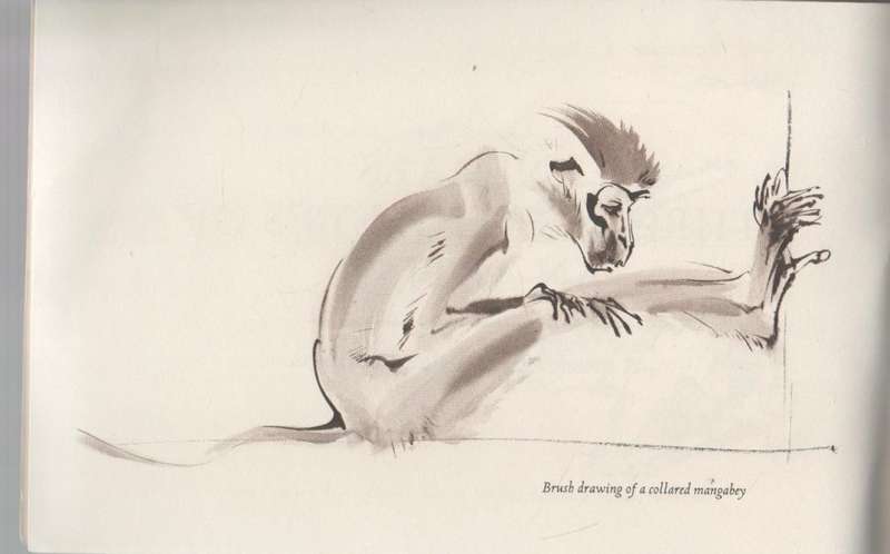 ANIMALS THROUGH THE EYES OF AN ARTIST , A SKETCHBOOK BY RALPH THOMPSON (1970)