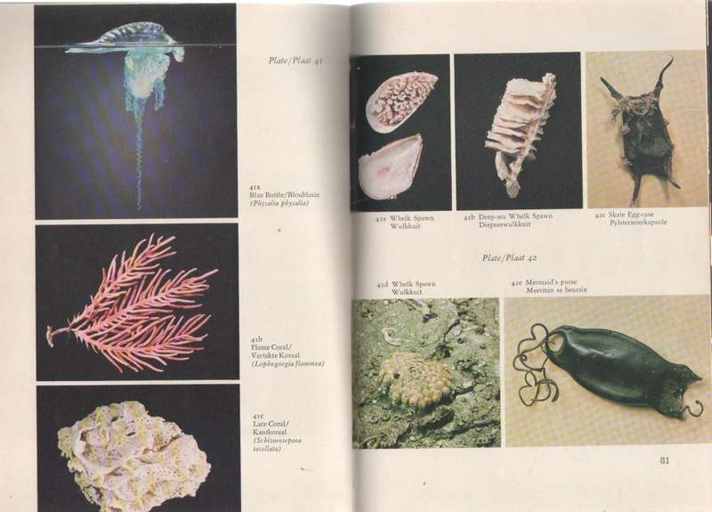 TSITSIKAMA SHORE / TSITSIKAMAKUS - RM TIETZ & DR G A ROBINSON (1974)