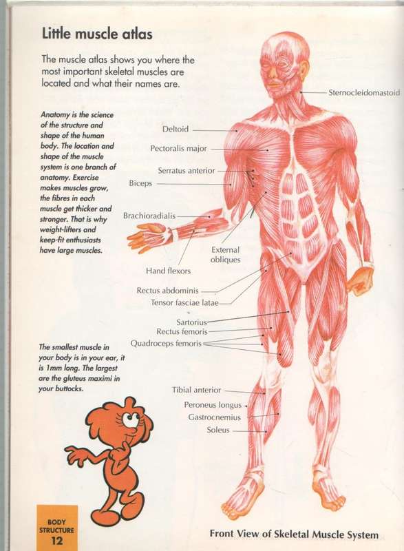 HOW MY BODY WORKS, THE MUSCLES - AN ORBIS PLAY & LEARN COLLECTION
