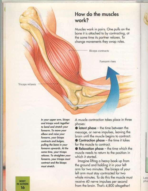 HOW MY BODY WORKS, THE MUSCLES - AN ORBIS PLAY & LEARN COLLECTION