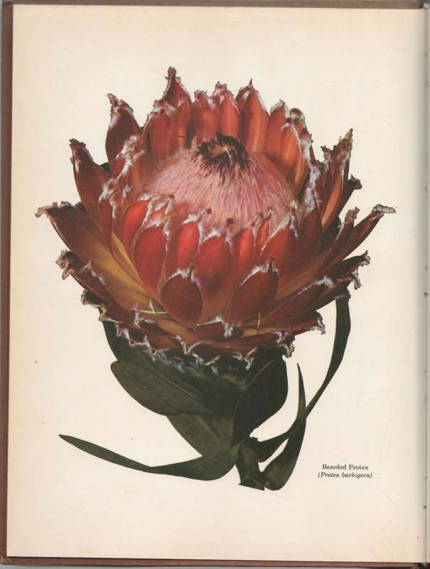 SOUTH AFRICAN SHRUBS & TREES FOR THE GARDEN - UNA VAN DER SPUY (1 ST EDITION 1971)
