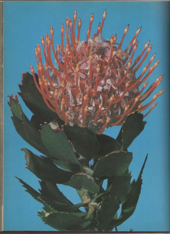 SOUTH AFRICAN SHRUBS & TREES FOR THE GARDEN - UNA VAN DER SPUY (1 ST EDITION 1971)