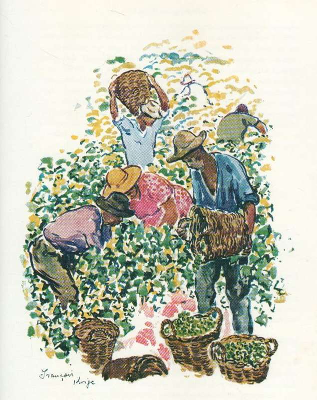 THE WHITE WINES OF SOUTH AFRICA - W A DE KLERK (1967)