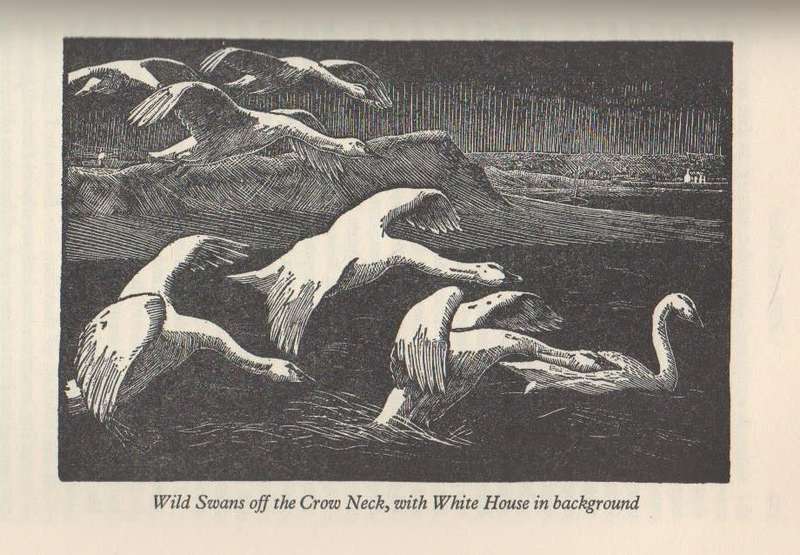 TARKA THE OTTER - HENRY WILLIAMSON (1965)