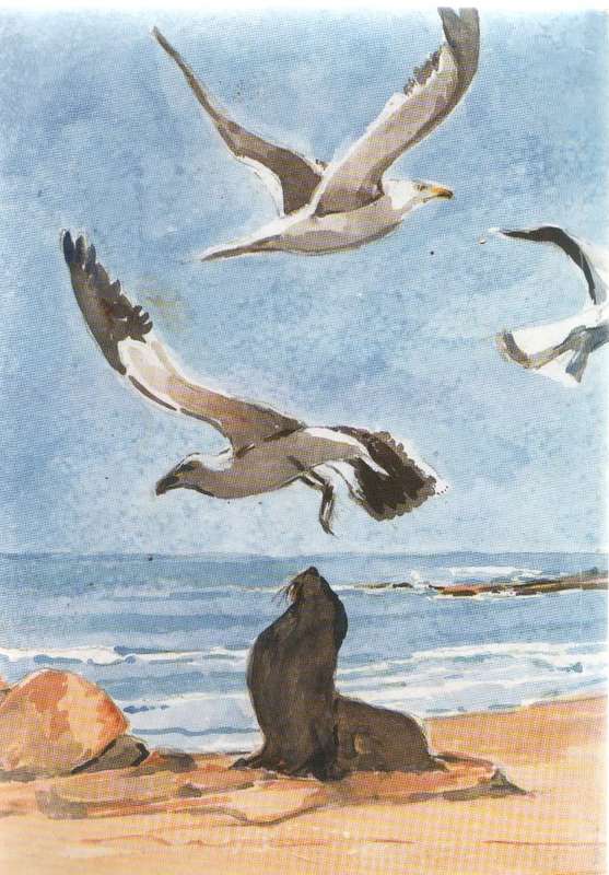OUR COASTAL TREASURE THE GREATER ST FRANCIS AREA- ST FRANCIS KROMME TRUST 20TH ANNIVERSARY 2001