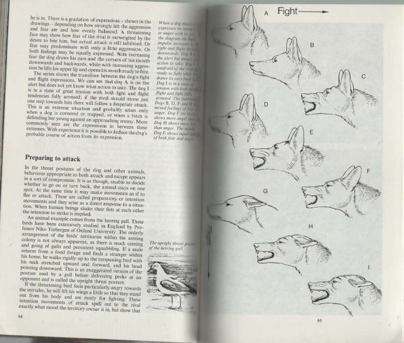 ANIMALS AT WAR - CAROLYN BARBER (1971)