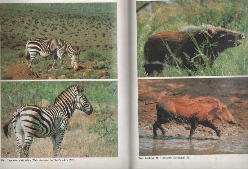 MAMMALS OF SOUTHERN AFRICA - RICHARD GOSS (1990)