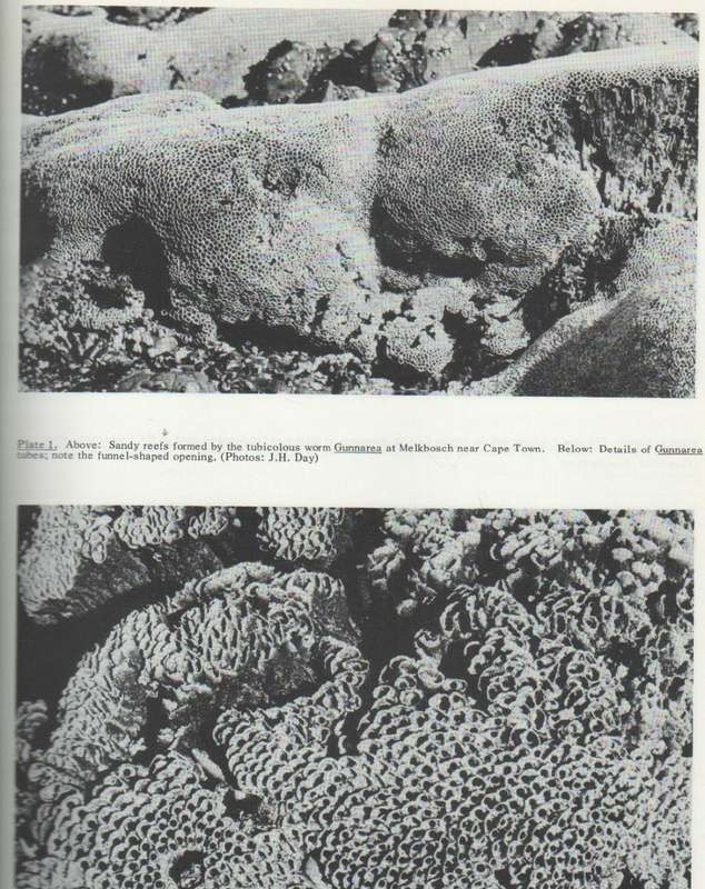 A GUIDE TO MARINE LIFE ON SOUTH AFRICAN SHORES - J H DAY (1974)