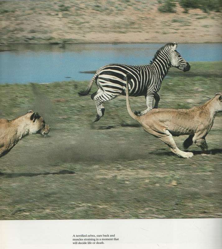 THE KRUGER A SUPREME AFRICAN WILDERNESS - BRUCE AIKEN (1988)