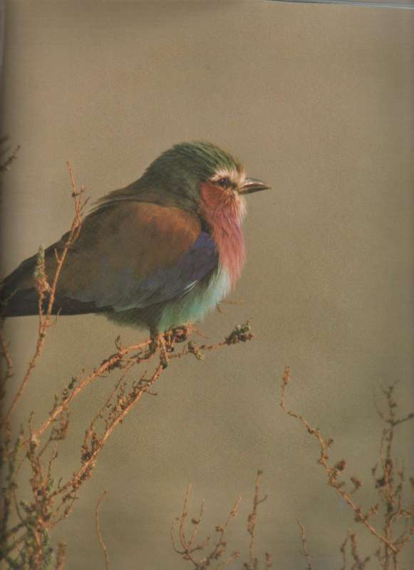 NAMIBIA THE UNTAMED LAND - GERALD CUBITT
