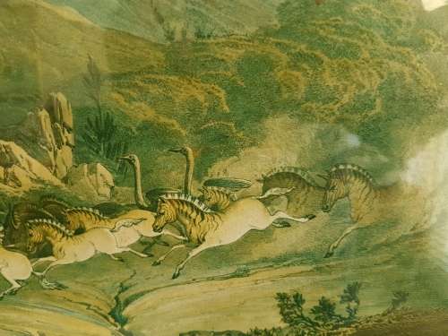 Thomas Baines. Bushmen hunting a herd of heterogenous game. LARGE PRINT, FRAMED.