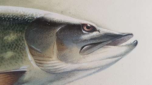 Rodger McPhail (1953-).  Pike Fishing. Large Original Watercolour. TOP WILDLIFE SPORTING  ARTIST.