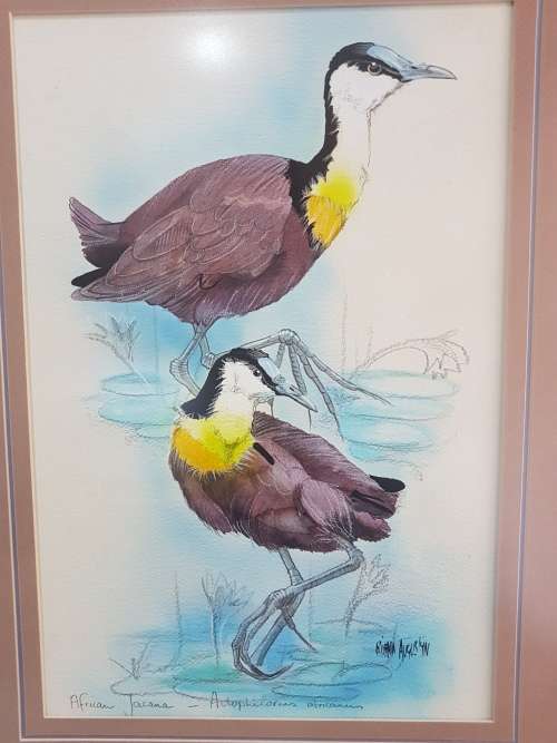 Riana Augustyn. African Jacana. Stunning Bird Painting , Framed and Signed, with Title.