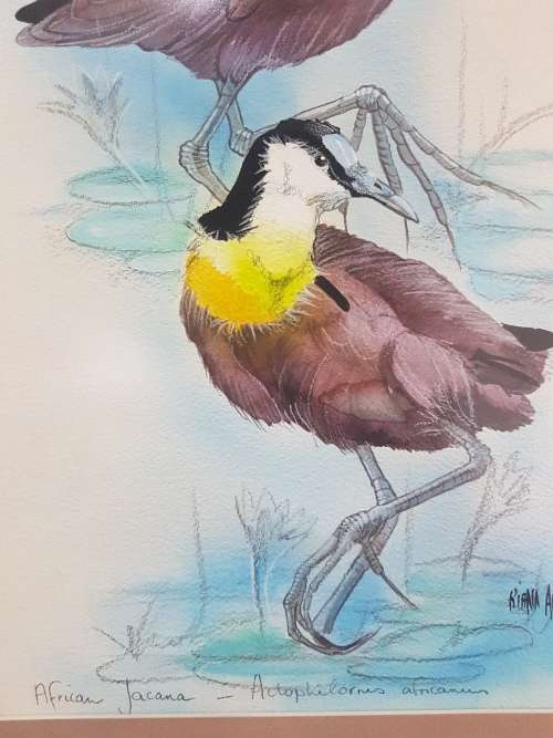 Riana Augustyn. African Jacana. Stunning Bird Painting , Framed and Signed, with Title.