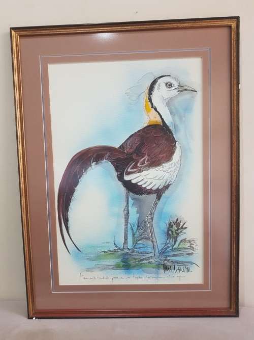 Riana Augustyn. Pheasant Tailed  Jacana. Stunning Bird Painting , Framed and Signed, with Title.