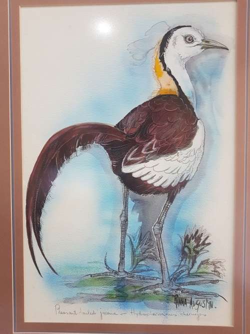 Riana Augustyn. Pheasant Tailed  Jacana. Stunning Bird Painting , Framed and Signed, with Title.