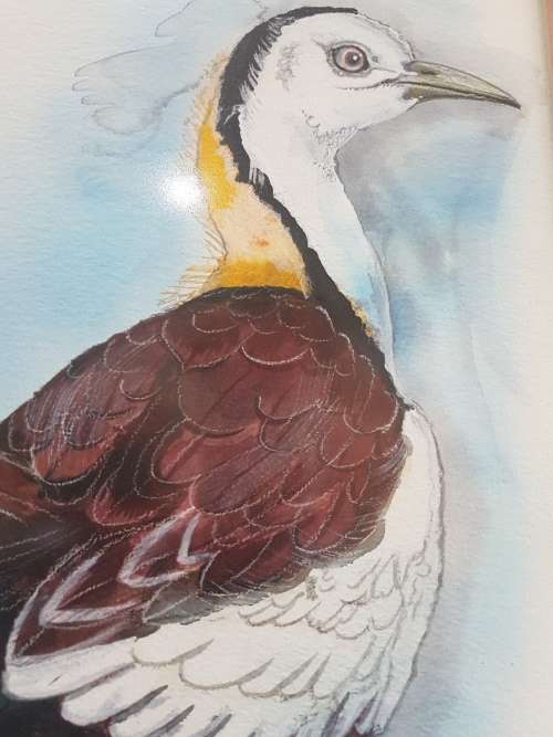 Riana Augustyn. Pheasant Tailed  Jacana. Stunning Bird Painting , Framed and Signed, with Title.