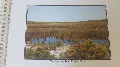 Easy identification of some South African Wetland Plants (Grasses, Restios, Sedges, Rushes, etc,)