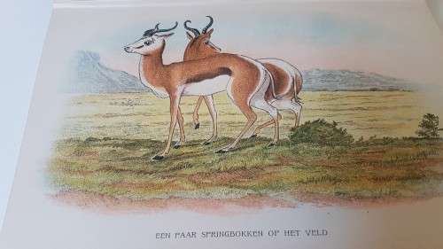 De Roemrijke Rei van de Zuid-Afrikaansche Reisbeschrijvers en hunne Reizen. 1904 ! Met Platen.
