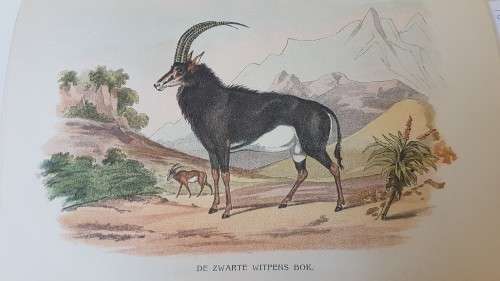 De Roemrijke Rei van de Zuid-Afrikaansche Reisbeschrijvers en hunne Reizen. 1904 ! Met Platen.