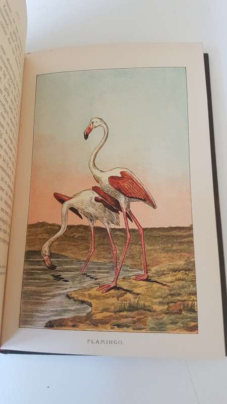 De Roemrijke Rei van de Zuid-Afrikaansche Reisbeschrijvers en hunne Reizen. 1904 ! Met Platen.