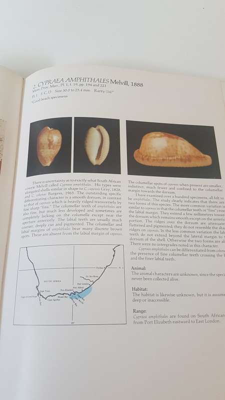 Burgess` Cowries of the World. Thorough Book, published in Cape Town by Gordon Verhoef. 1985 1st. Ed