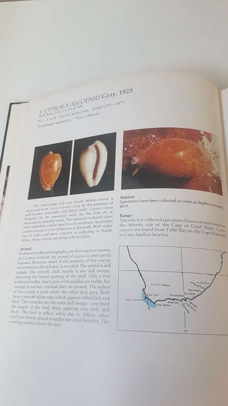 Burgess` Cowries of the World. Thorough Book, published in Cape Town by Gordon Verhoef. 1985 1st. Ed