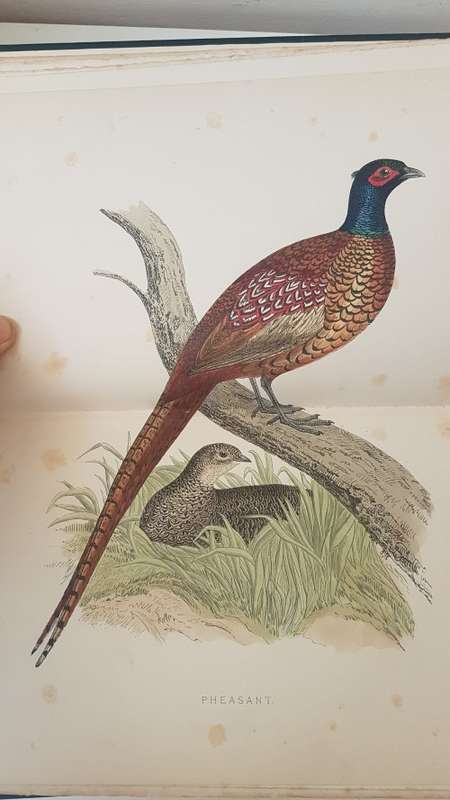 British Game Birds and Wildfowl. Complete 2 Volume Set. 1895! Sixty hand coloured plates!!