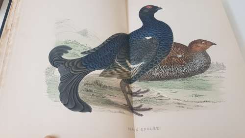 British Game Birds and Wildfowl. Complete 2 Volume Set. 1895! Sixty hand coloured plates!!
