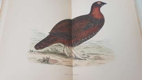 British Game Birds and Wildfowl. Complete 2 Volume Set. 1895! Sixty hand coloured plates!!
