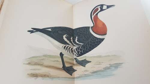 British Game Birds and Wildfowl. Complete 2 Volume Set. 1895! Sixty hand coloured plates!!