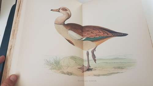 British Game Birds and Wildfowl. Complete 2 Volume Set. 1895! Sixty hand coloured plates!!