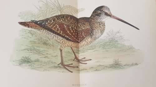 British Game Birds and Wildfowl. Complete 2 Volume Set. 1895! Sixty hand coloured plates!!