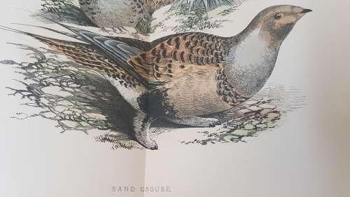British Game Birds and Wildfowl. Complete 2 Volume Set. 1895! Sixty hand coloured plates!!