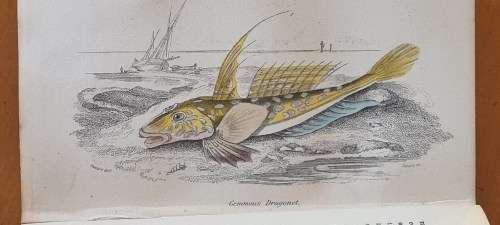 1850 History of British Fishes, Two Volume Set. by Hamilton, Robert. 68 HAND COLOURED PLATES!