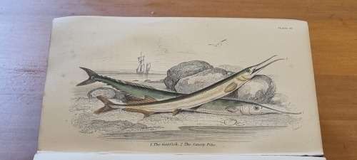 1850 History of British Fishes, Two Volume Set. by Hamilton, Robert. 68 HAND COLOURED PLATES!