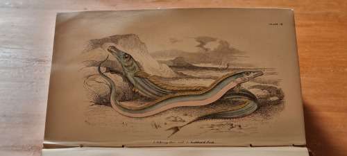 1850 History of British Fishes, Two Volume Set. by Hamilton, Robert. 68 HAND COLOURED PLATES!